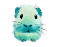 Leuke websites, voor voeding/accessoires/speeltjes/verzorging/cavia stallen etc
