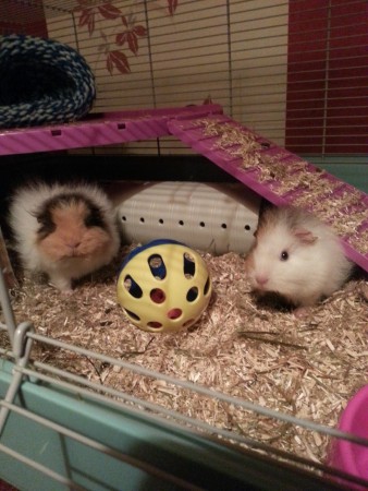 Links Fay, rechts Flower