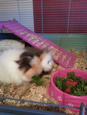 Hier kan je goed zien dat Flower rechts kleiner is .