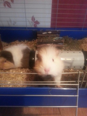 December 2015, we krijgen iets lekkers.